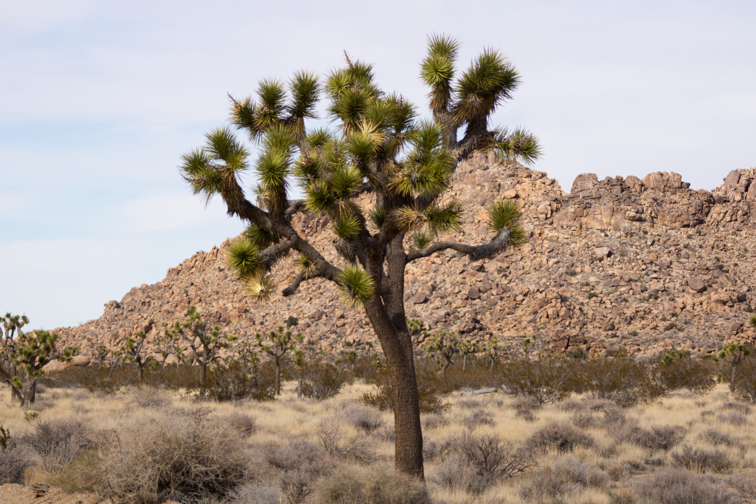 Joshua Tree National Park