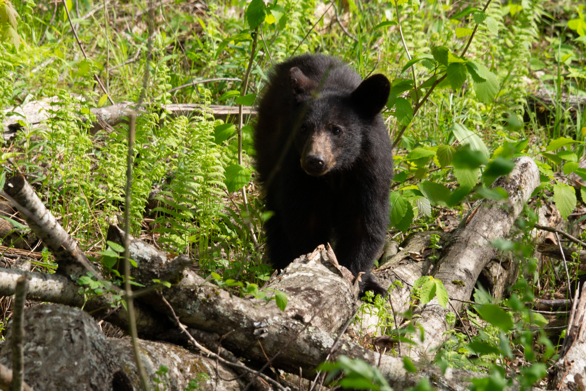 Smokey Mountain Black Bears